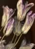 03 dried tulip.jpg (49kb)